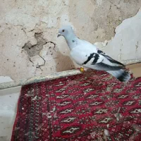 کبوتر نر شامی کاکلی