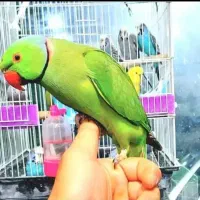 هایپر پرندگان|پرنده|بیجار, |دیوار