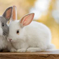 بچه خرگوش