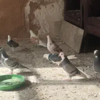 کبوتر|پرنده|فولادشهر, A1|دیوار