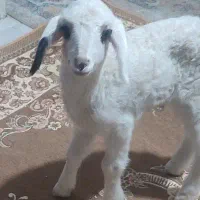 بره شیری