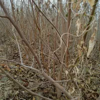 نهال فروشی منفردی|خدمات باغبانی و درختکاری|میاندوآب, |دیوار