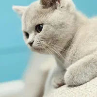 گربه بریتیش رنگ خواص لی لاک|گربه|پرند, فاز ۳|دیوار