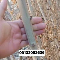 نهال درخت زبان گنجشک