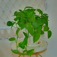 گلدان. گلدان پتوس|گل و گیاه طبیعی|تهران, شهرک ولیعصر جنوبی|دیوار