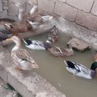 اردک شمالی تخمگذار پرورشی معاوضه با مرغ و خروس