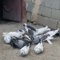 کبوتر