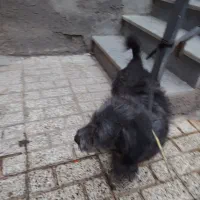 سگ پاه کوتاه