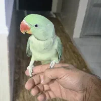 شاه طوطی