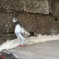 کبوتر جوان|پرنده|رشت, شهرک احمد خمینی|دیوار