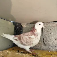 کبوتر تکپر|پرنده|دماوند, دماوند|دیوار