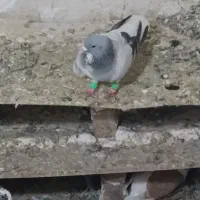 کفتر بدرنگ نر|پرنده|بشاریات, |دیوار