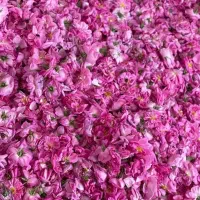 گلاب درجه یک