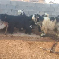 4رأس بیگ چاق پرواری