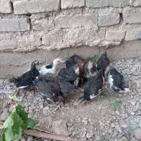 مرغ جوجه گلین