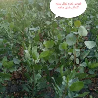 نهال پسته  گلدانی با بیش از بیست سال تجربه|خدمات باغبانی و درختکاری|بیرجند, |دیوار