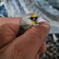 سهره فیروزکوه