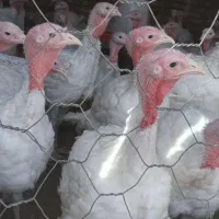 بوقلمون گوشتی