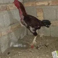 مرغ و خروس لاری