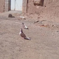 جفتگاه|پرنده|اسحاق آباد, |دیوار