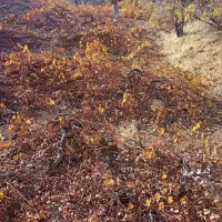 زمین کشاورزی|فروش زمین و ملک کلنگی|کامیاران, |دیوار