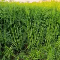 سبزی خورشی و آشی|خوردنی و آشامیدنی|مسجد سلیمان, |دیوار