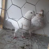 کبوتر. یک جفت ماده عتیقه|پرنده|بروجن, |دیوار