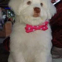 سگ شیتزو پودل