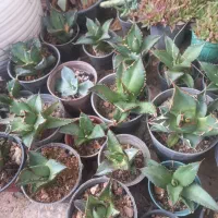 گلهای کاکتوس