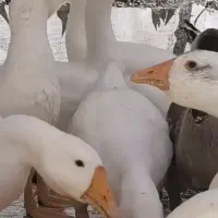 قوغاز لیندا اصل