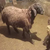 بره نر|حیوانات مزرعه|دورود, |دیوار