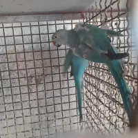 طوطی|پرنده|لامرد, |دیوار