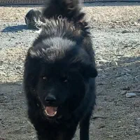 سگ چاو چاو|سگ|نجف‌آباد, ویلاشهر|دیوار