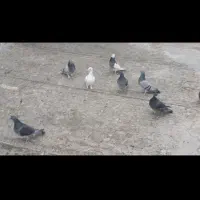 کفتر|پرنده|شیراز, شهرک کوشکک|دیوار