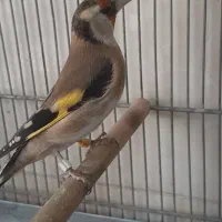 سهره خوش رخ فروشی