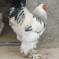 جوجه برهماو کوشین