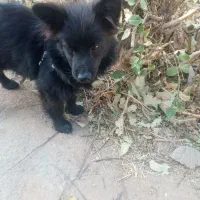 سگ پا کوتاه