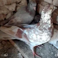 دوستان ی ۲۰تا کبوتر عالی