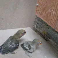 یک جفت عروس ۲۰۰۰۰۰|پرنده|سراوان, |دیوار