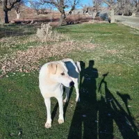 مریوان|سگ|سروآباد, |دیوار