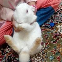 خرگوش بالغ ماده