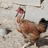 مرغ گردن لیسک