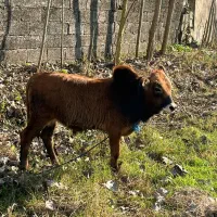 گاوچالوسی باگوساله نر