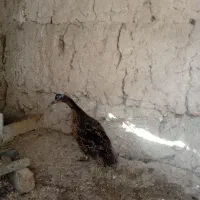 یک عدد اوردک طبیعی