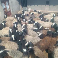 گوسفند اصیل شال