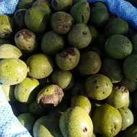 فروش عمده گردو