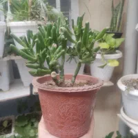 گل های شاداب و زیبا دانه ای 100هزار