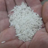 برنج هاشمی درجه یک ، به شرط پخت و طعم برنج|خوردنی و آشامیدنی|آستانه اشرفیه, |دیوار