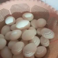 تخم مرغ نطفه دار