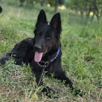 ژرمن بلک موبلند ماده ۱۳ ماهه